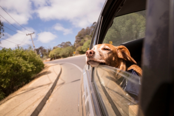 dog in car