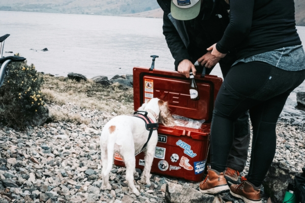 dog first aid