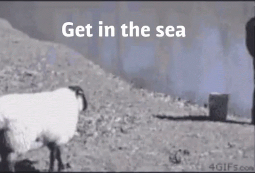 get in the sea