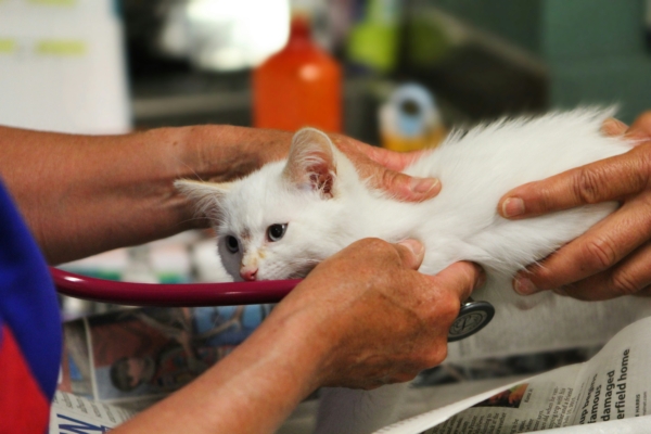animal health