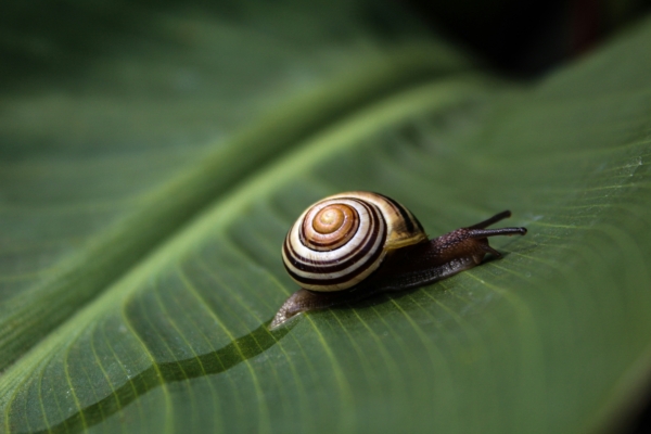 slugs and snails