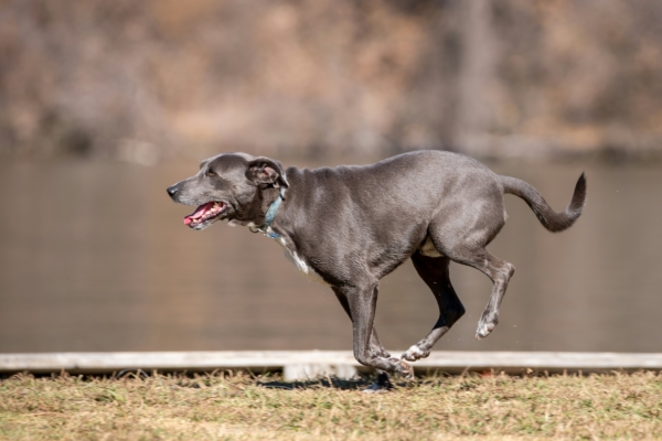dog's fitness
